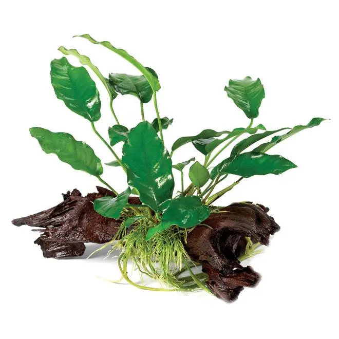 Anubias Driftwood Garden - Image 3