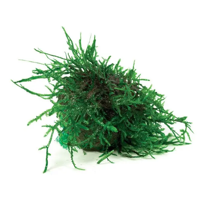 Floating Fontinalis Topiary Moss Balls