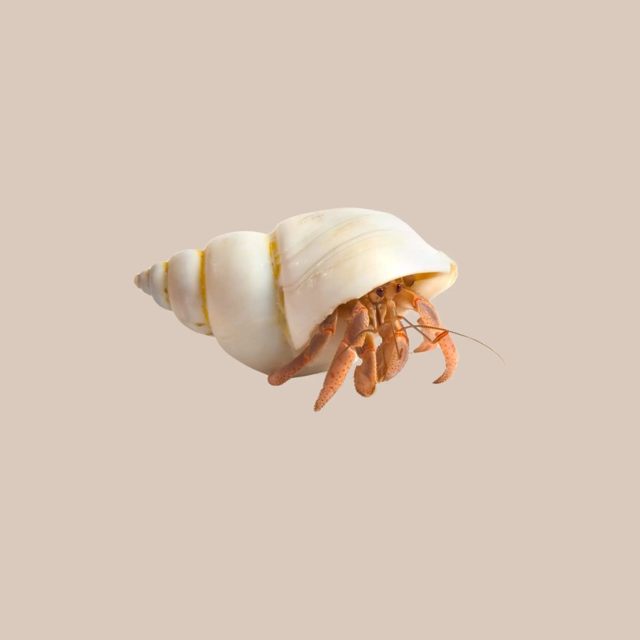Assorted Live Hermit Crabs