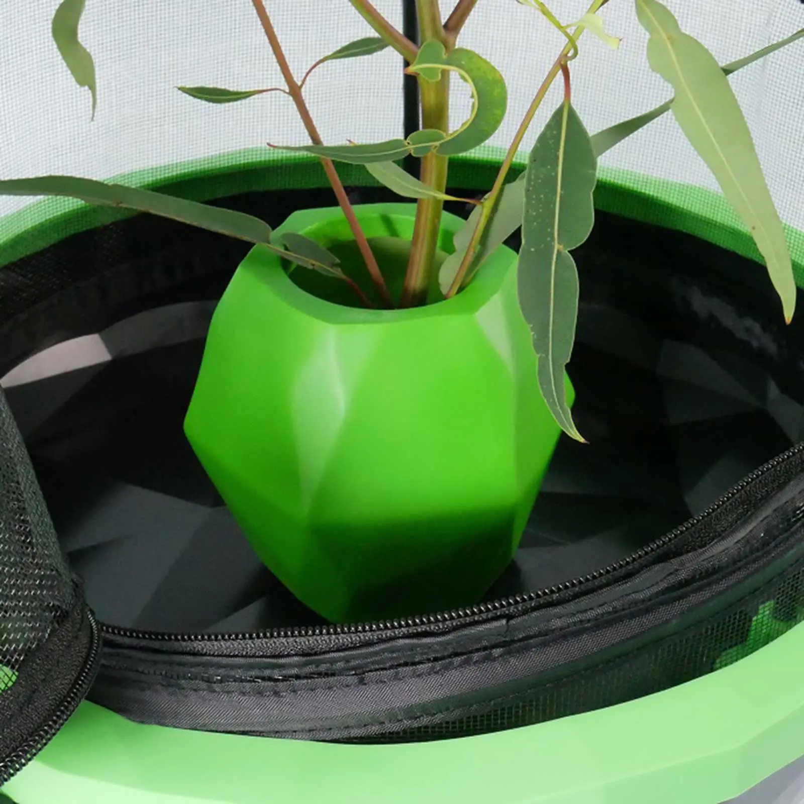 Insectimo Branch Jar - Image 5