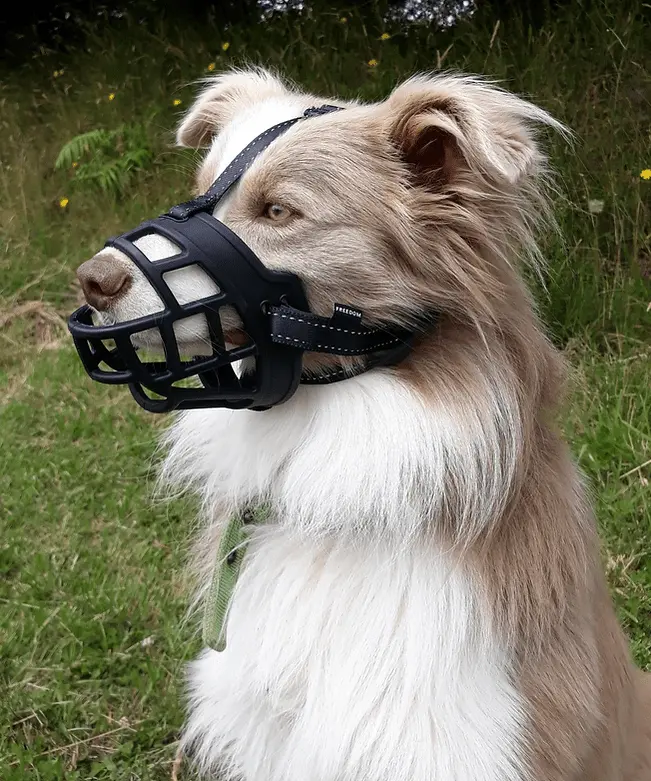 Huskimo Specialist Freedom Dog Muzzle - Image 4
