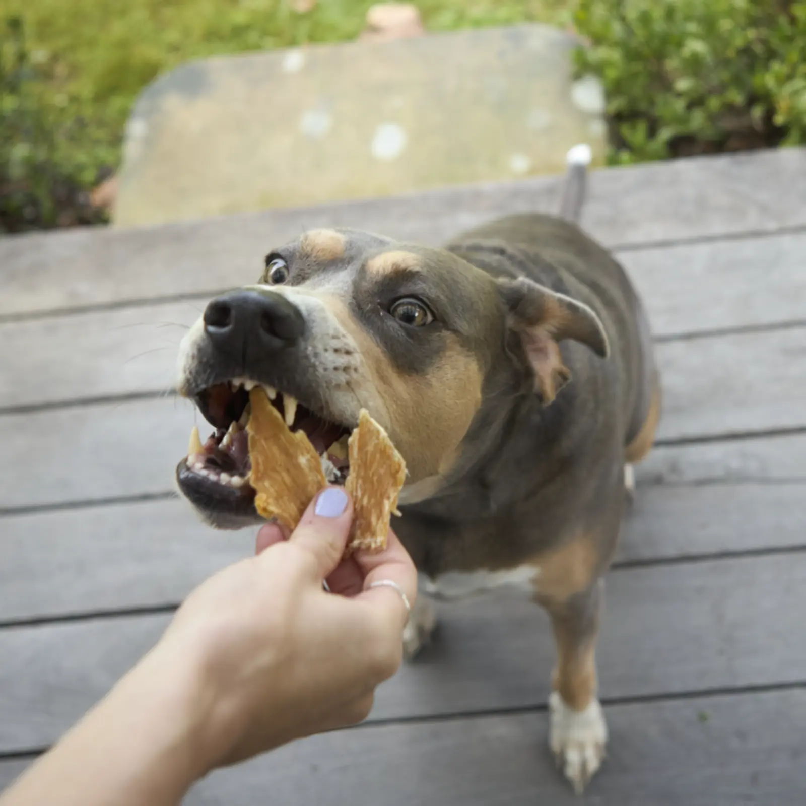 Kazoo Prime Cuts Chicken Breast Dog Treats - Image 4