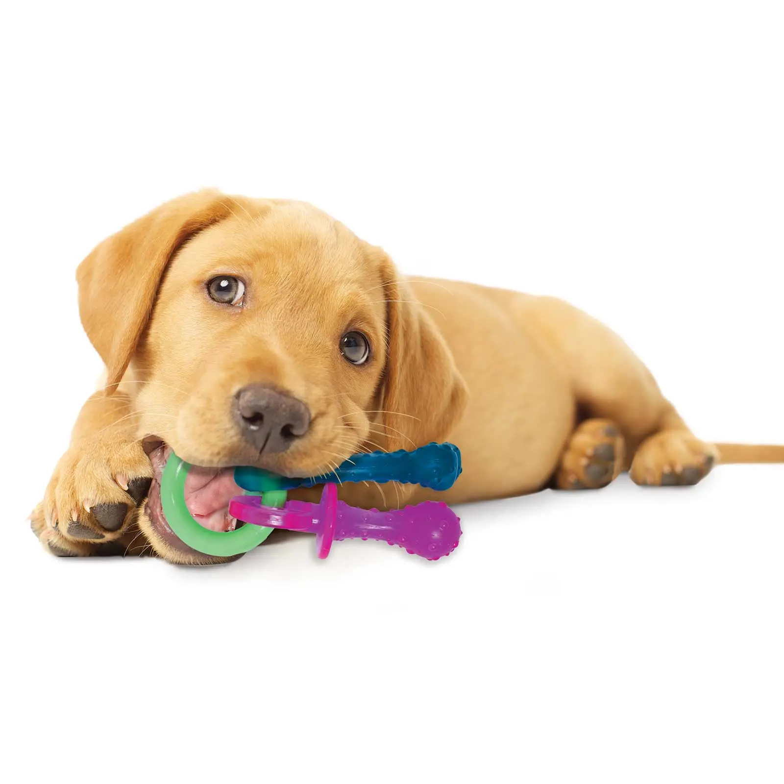 Nylabone Puppy Chew Teething Bacon Pacifier Dog Toy - Image 3