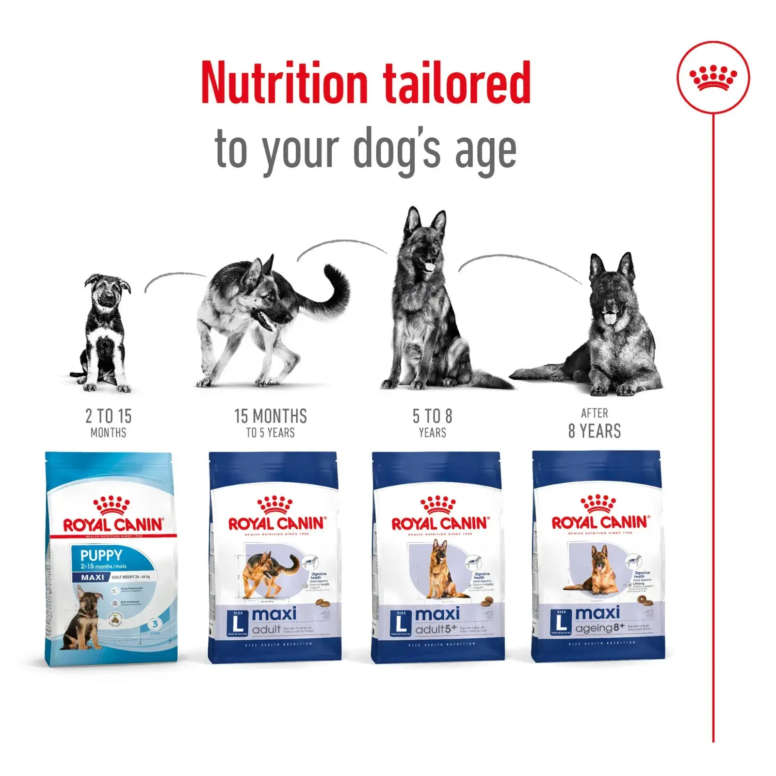 Royal Canin Dog Food Ageing 8+ Maxi - Image 3